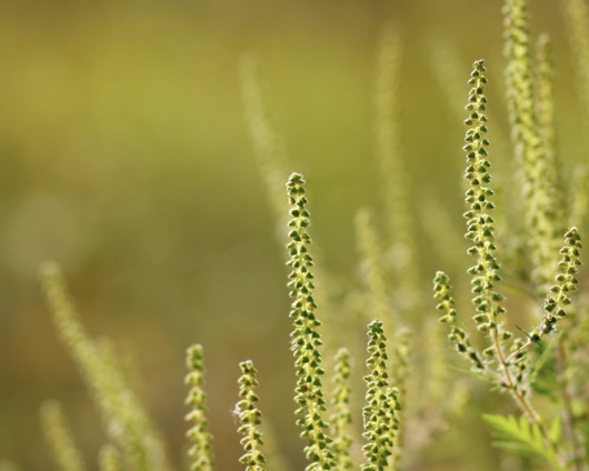 秋の花粉の代名詞「ブタクサ」