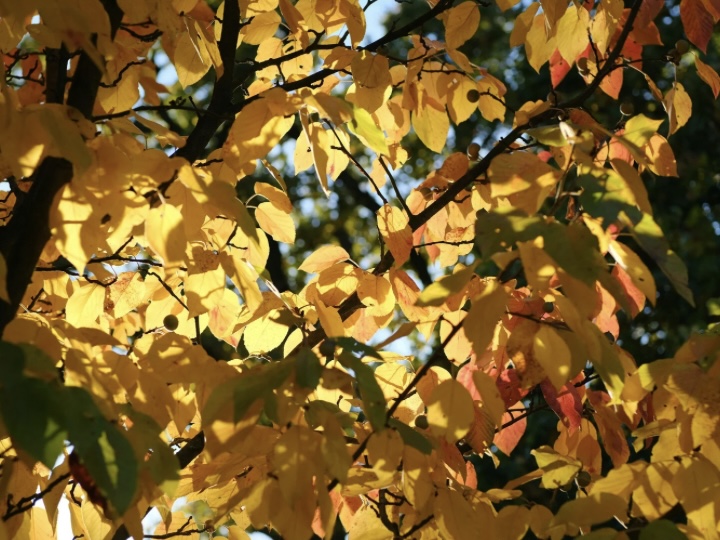 秋になり肌寒さを感じる
気温の変化や、日照時間の変化が体調に変化を与える
