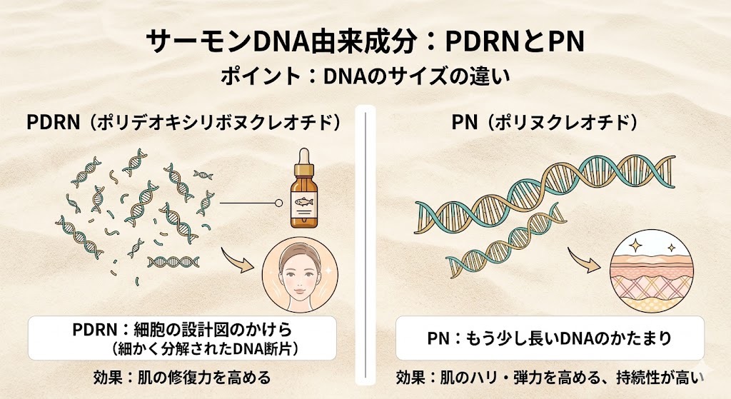 PDRNとPNの違いをイラストにした画像