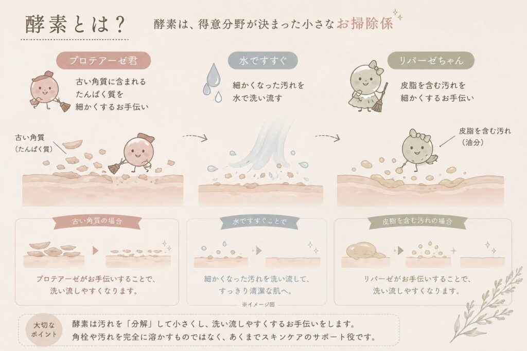 酵素とは？を分かりやすくイラスト化した画像